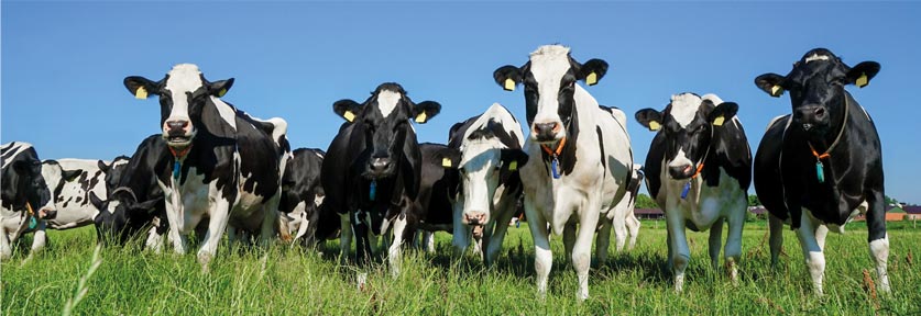 Adapter son minéral à sa ration pour les bovins