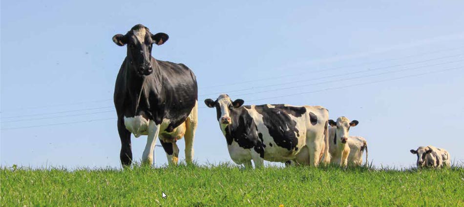 Coups de chaud chez les vaches laitières : comment les contrôler ?