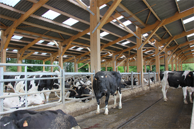 dermatite chez  les vaches