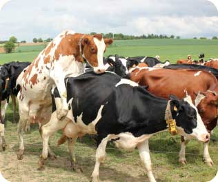 Les questions à se poser pour améliorer la reproduction des vaches