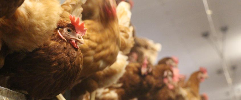 Elevage poules pondeuses : relancer l'appétit