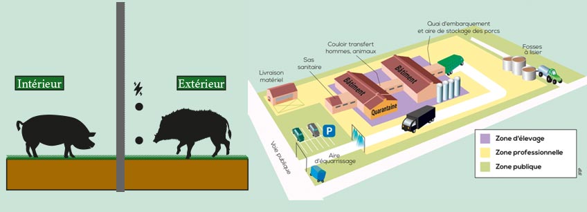 Biosécurité : Quelle clôture en élevage porcs ?