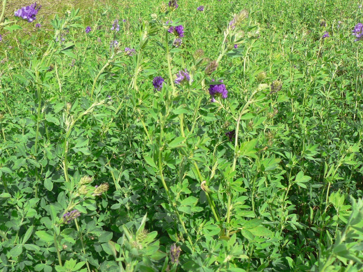 Luzerne Sativor inoculée 10kg