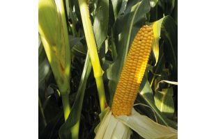 SAIYAN_BELGIQUE_2025 (5) copie