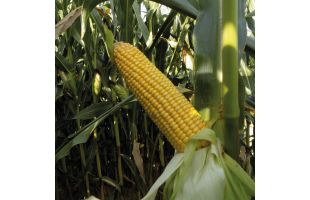 ALITEA_BELGIQUE_2025 (6) copie