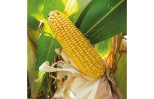 KORINOS_BEDEE_2025 (6) copie