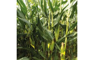 SYLVANGA_BELGIQUE_2025 (1) copie