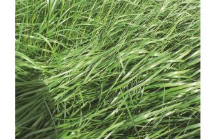 RGI alternatif tétraploïde Lemnos - 25kg