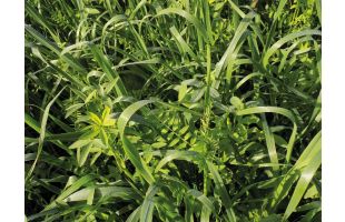 Mix Interculture BIO - 15kg