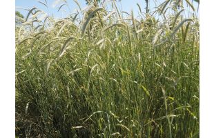 Seigle fourrager BIO - 25kg