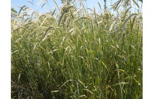 Seigle forestier BIO - 25kg