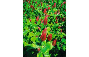 Trèfle incarnat BIO - 25kg