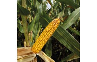 Maïs Kaporal TS Redigo ind 580