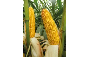 Maïs Nicolo Korit ind 230-260