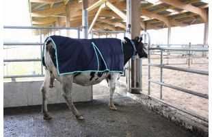 couverture vacche XL cote