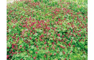 Trefle_incarnat_fleur_1