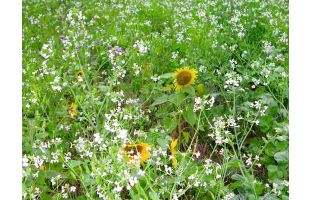 Tournesol_pour_couverts