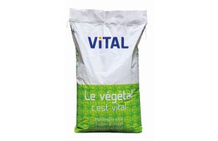 Trèfle blanc Ladino