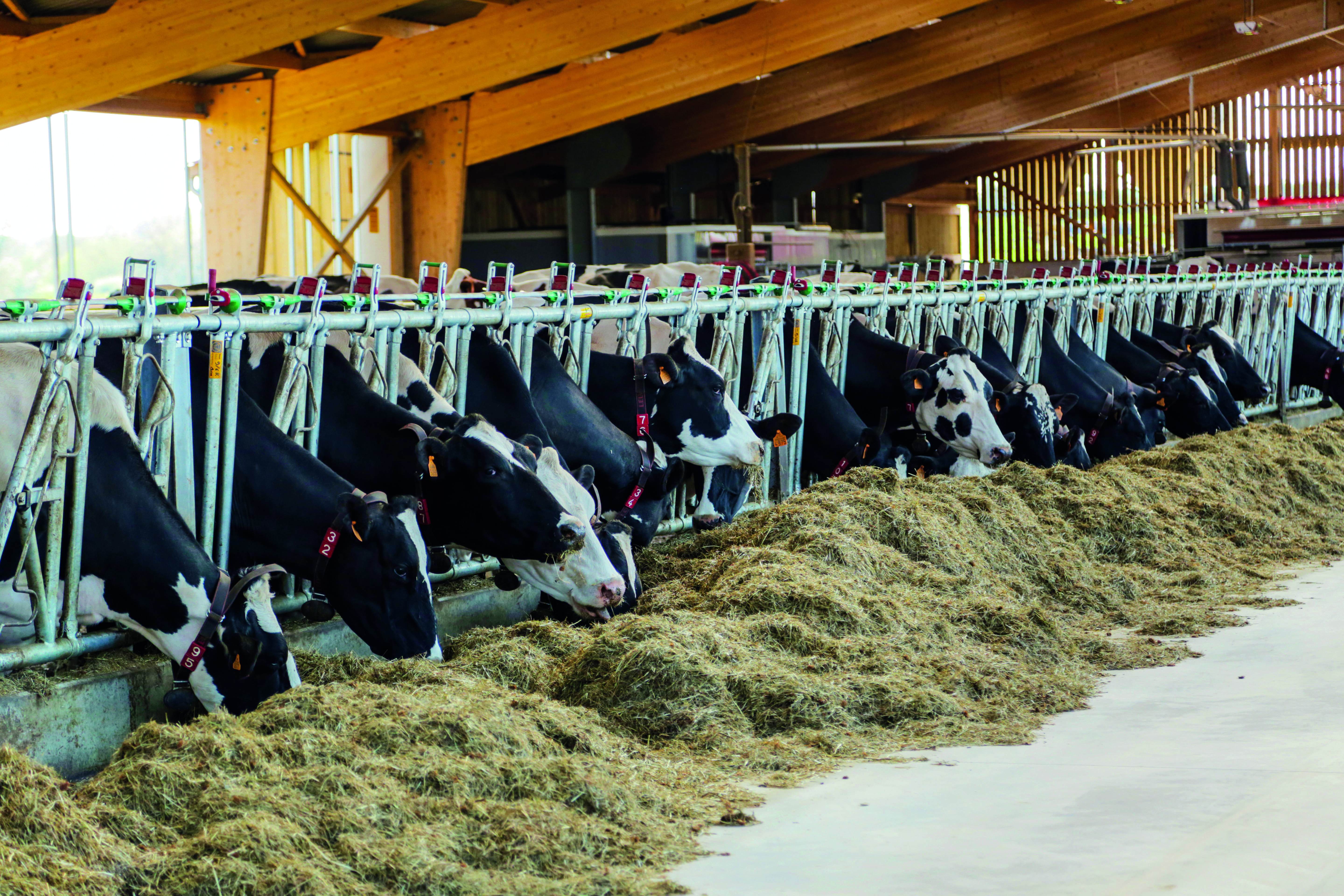 Comment agir contre les risques de mycotoxines en élevages bovins ?