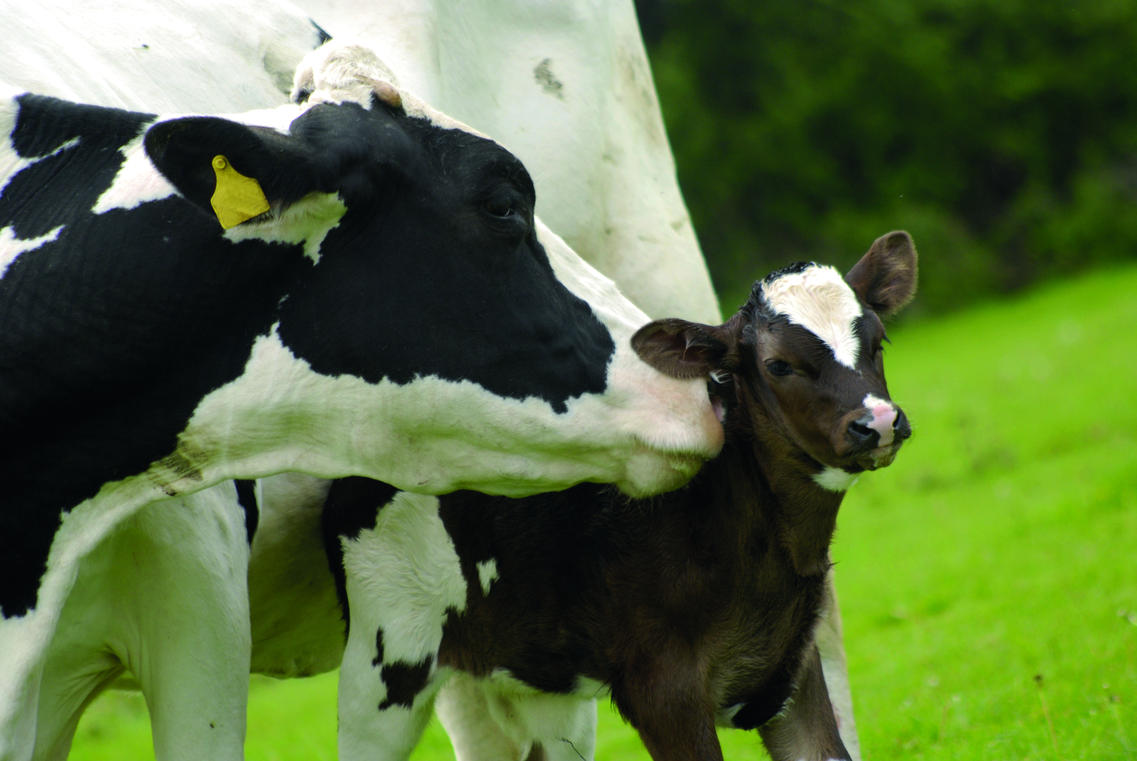 Pourquoi soutenir le foie des vaches après le vêlage ?