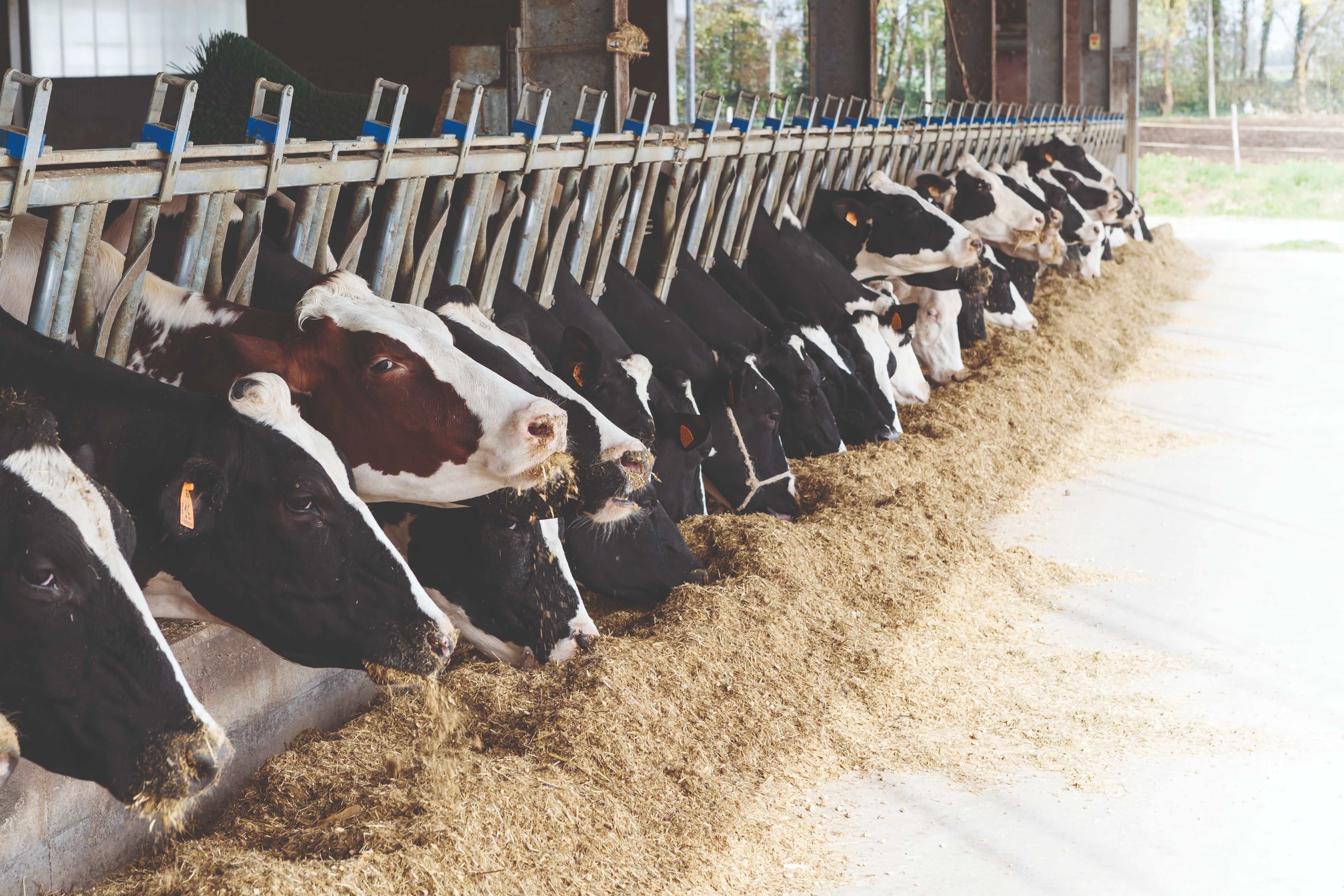 Pourquoi complémenter la ration des vaches laitières en matières grasses ?