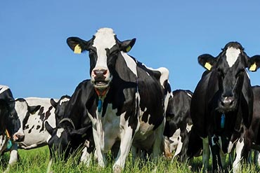 Alimentation de la vache laitière : réussir la mise à l’herbe