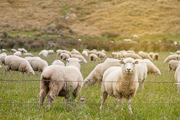 Comment éviter la prolifération du piétin chez les ovins? 