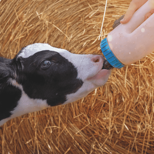 Qu'est ce qu'un bon colostrum ?
