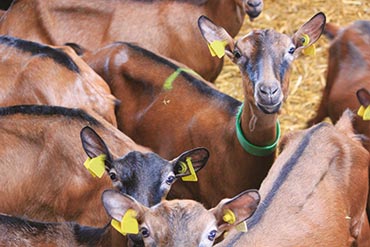 Diarrhées en élevage ovins/caprins : et si c’était les coccidioses ? 