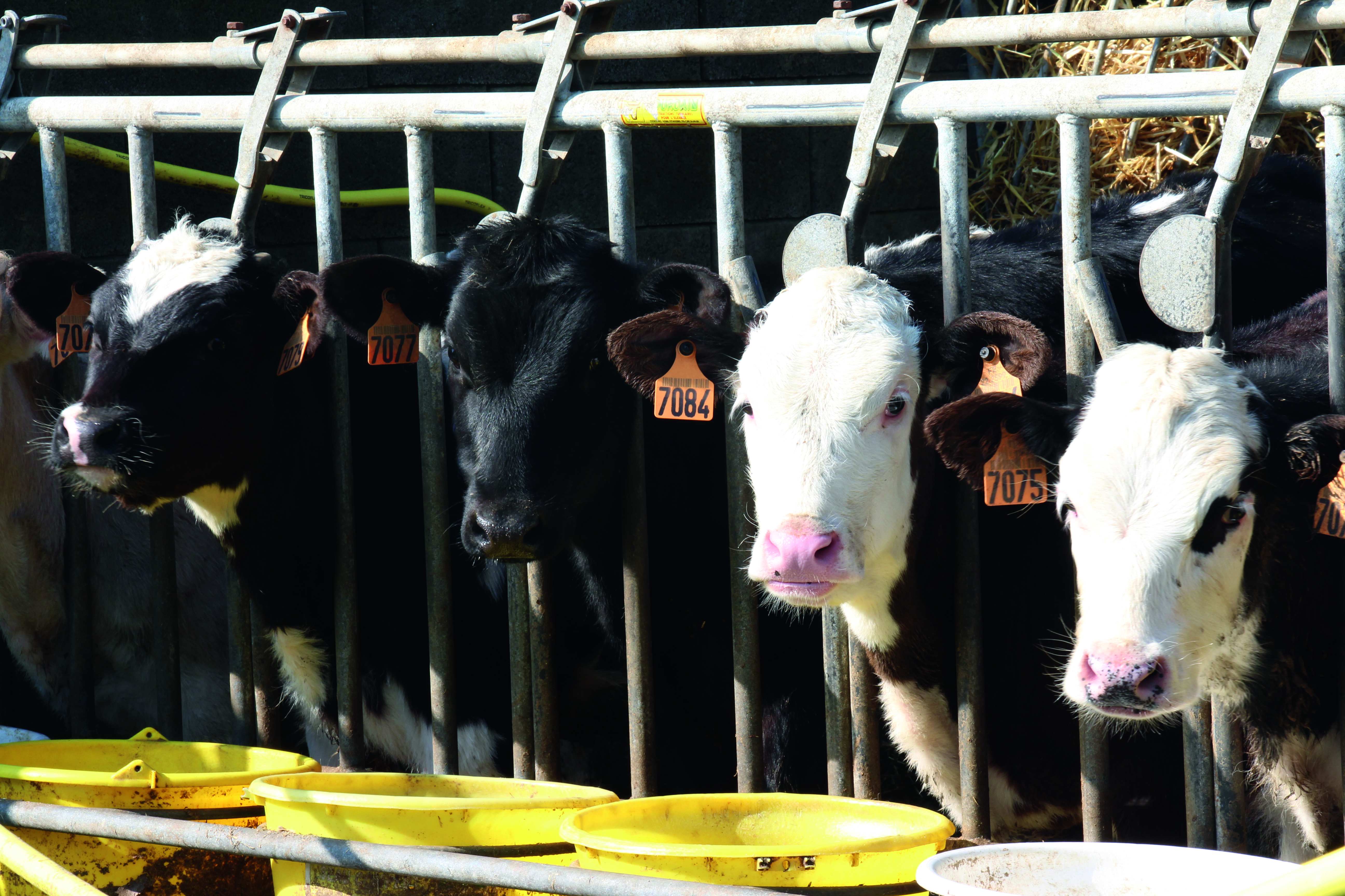 Comment lutter contre la diarrhée chez les veaux ?