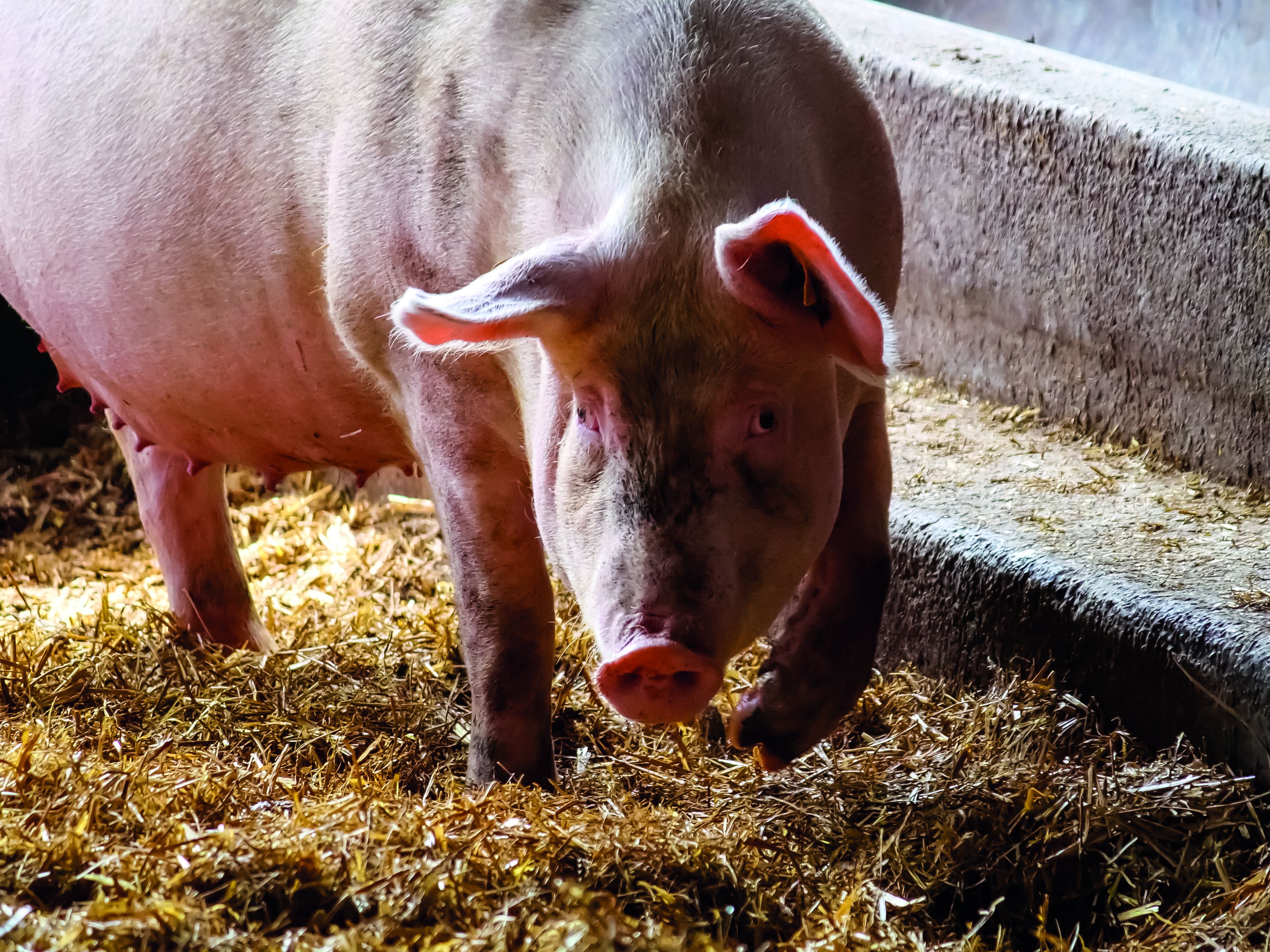 Pourquoi l’utilisation d’un diurétique est-elle préconisée durant le dernier tiers de gestation chez la truie ?