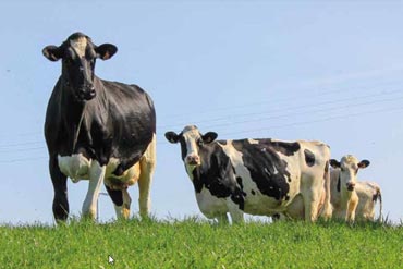 Coups de chaud chez les vaches laitières : comment les contrôler ?
