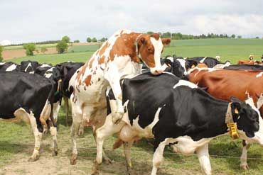 Les clés pour améliorer les IVV de vos vaches laitières.