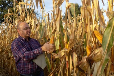 Pourquoi choisir les hybrides maïs Vital Concept ?